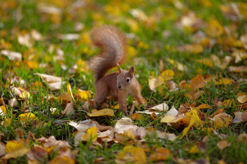 Prudent Squirrel