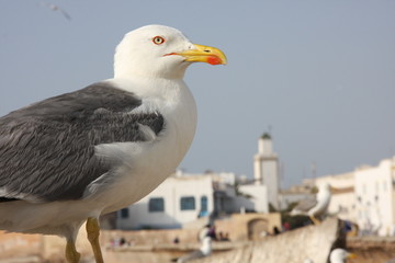 Essaouira - mouette