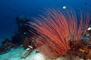 Soft corals and reef scenic, Raja Ampat Indonesia
