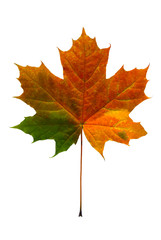 Maple leave