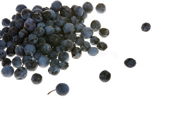 sloe, blackthorn on the white background (Prunus spinosa)