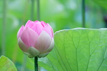 Abwaschbare Fototapete Lotus Blume Lotus (Nelumbo)
