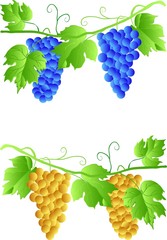 EPS 10 Three cluster of grapes