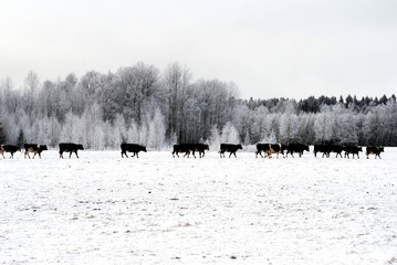 schwarz weisser Horizont