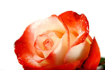 Fototapeta na wymiar rose close up isolated on white background (shallow DoF)
