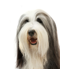 Bearded Collie, 4 years old, of white background