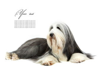 Bearded Collie, 4 years old, of white background
