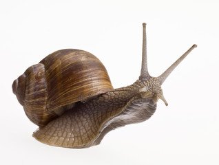 schnecke