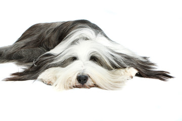 Bearded Collie, 4 years old, of white background