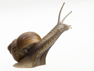 Schnecke