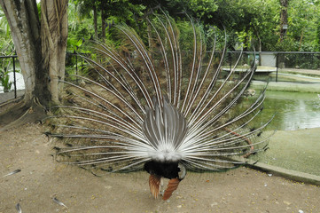 Alas Pavo real