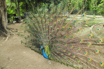 Obraz premium Pavo real