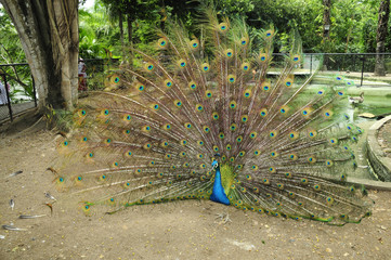 Obraz premium Pavo real