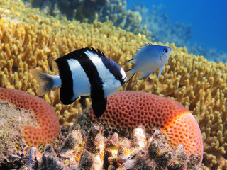 Tropical fish on the coral reef in Red Sea, Egypt