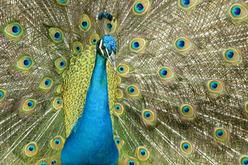 Obraz premium Pavo real