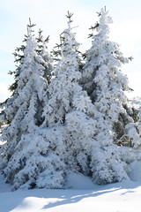 Schneebaum