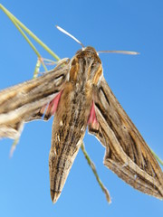 borboleta