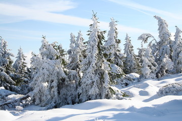 ein Winterwald