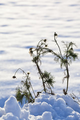 Blumen im Schnee