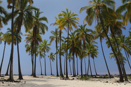 Palm Tree Oasis 1
