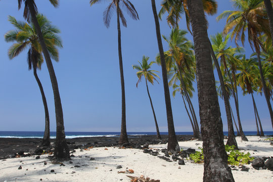 Palm Tree Oasis 2