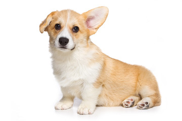 Corgi puppy on white background