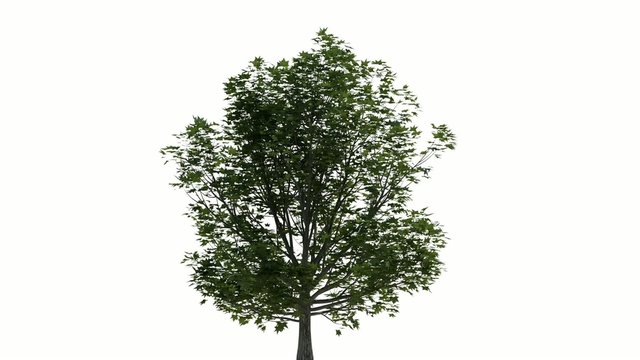 Photorealistic Tree Animated with Wind, including Alpha Channel