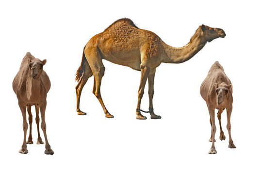 Three camels on the white background