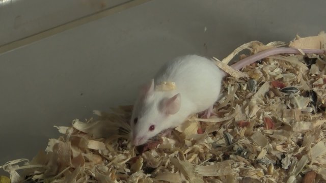 weiße Maus