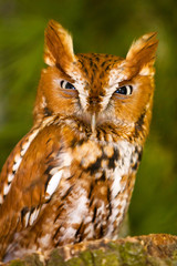 Angry Screech Owl Glare