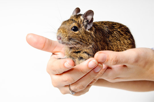 Degu on hand isolated on white background