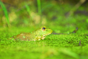 Green Frog