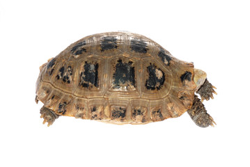 animal turtle tortoise