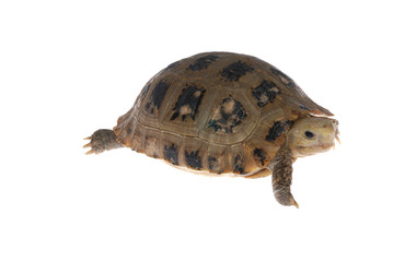 animal turtle tortoise