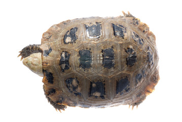 animal turtle tortoise