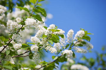 Obraz premium branch of bird cherry