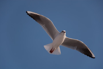 Möwe