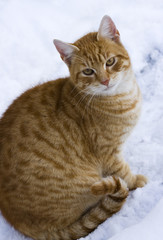 Cat in snow