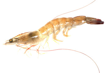 fresh shrimp