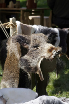 wildschweinfell