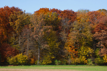 Herbstwald