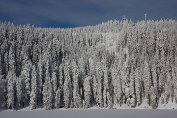 Winterwald