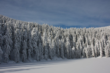Winterwald #2