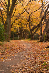 Fototapeta na wymiar An autumnal park scene