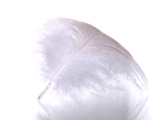 feather macro