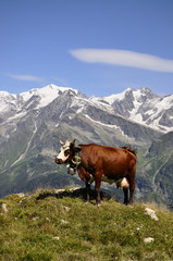 Fototapeta na wymiar Tarine krowa i Mont Blanc