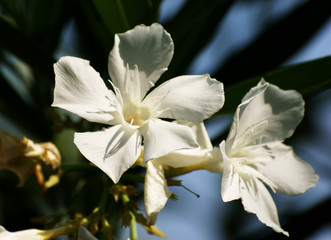 oleander
