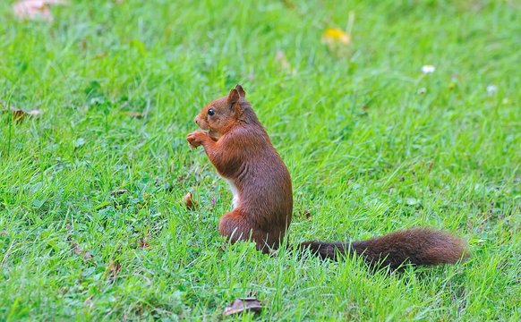 Sciurus vulgaris,Ardilla roja comiendo