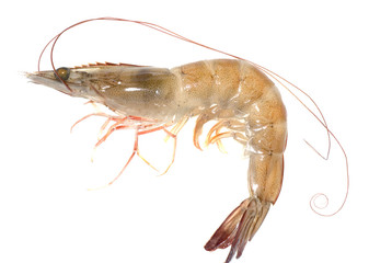 fresh shrimp - 28177041