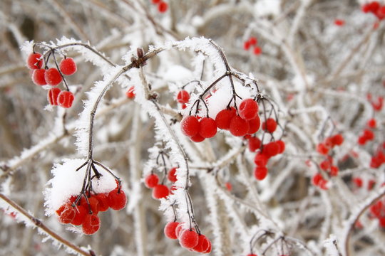 vogelbeeren 2